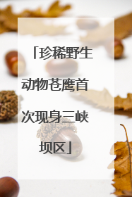 珍稀野生动物苍鹰首次现身三峡坝区