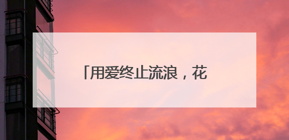 用爱终止流浪，花园街区里的“毛孩子”也想有个家