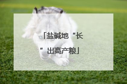 盐碱地“长”出高产粮