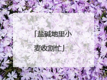 盐碱地里小麦收割忙
