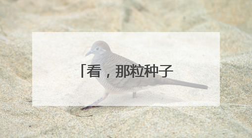 看，那粒种子正在向阳成长
