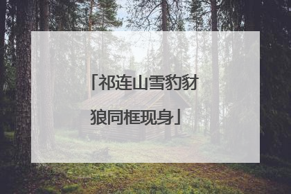 祁连山雪豹豺狼同框现身