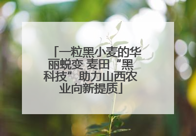 一粒黑小麦的华丽蜕变 麦田“黑科技”助力山西农业向新提质