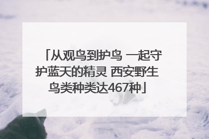 从观鸟到护鸟 一起守护蓝天的精灵 西安野生鸟类种类达467种