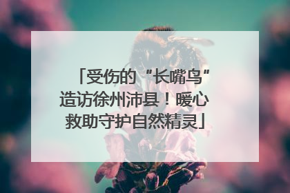 受伤的“长嘴鸟”造访徐州沛县！暖心救助守护自然精灵