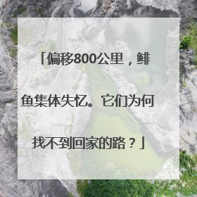 偏移800公里，鲱鱼集体失忆。它们为何找不到回家的路？