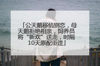 公天鹅移情别恋，母天鹅拒绝相亲，饲养员将“新欢”送走，时隔10天原配重逢