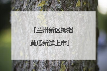 兰州新区拇指黄瓜新鲜上市