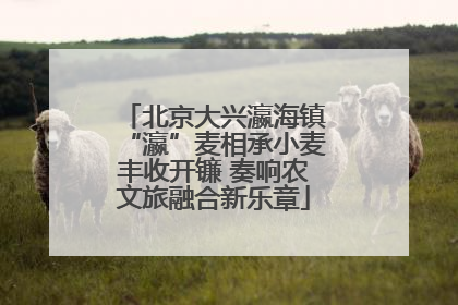 北京大兴瀛海镇“瀛”麦相承小麦丰收开镰 奏响农文旅融合新乐章