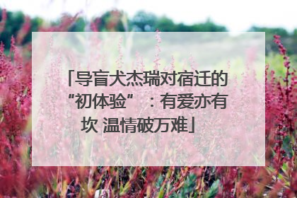 导盲犬杰瑞对宿迁的“初体验”：有爱亦有坎 温情破万难