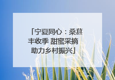 宁夏同心：桑葚丰收季 甜蜜采摘助力乡村振兴