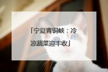 宁夏青铜峡：冷凉蔬菜迎丰收