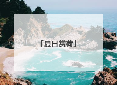 夏日赏荷