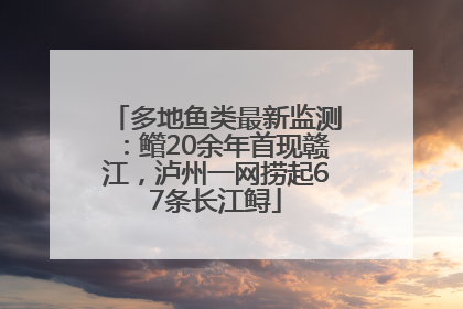 多地鱼类最新监测：鳤20余年首现赣江，泸州一网捞起67条长江鲟