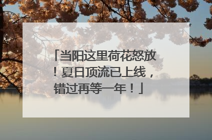 当阳这里荷花怒放！夏日顶流已上线，错过再等一年！
