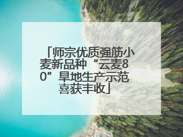 师宗优质强筋小麦新品种“云麦80”旱地生产示范喜获丰收