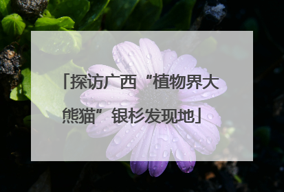 探访广西“植物界大熊猫”银杉发现地