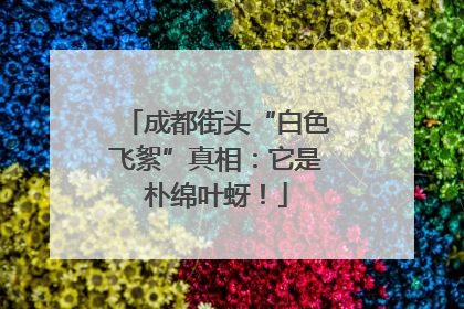 成都街头“白色飞絮”真相：它是朴绵叶蚜！