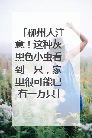 柳州人注意！这种灰黑色小虫看到一只，家里很可能已有一万只