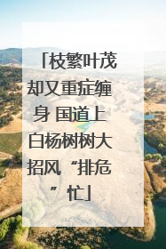 枝繁叶茂却又重症缠身 国道上白杨树树大招风“排危”忙