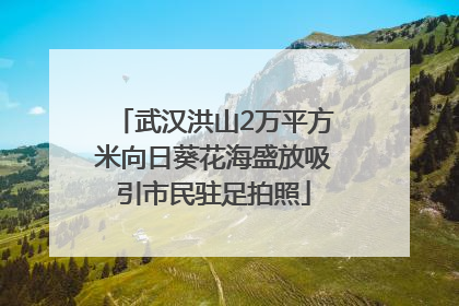 武汉洪山2万平方米向日葵花海盛放吸引市民驻足拍照