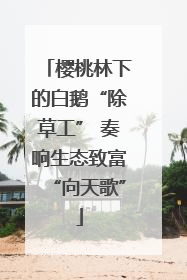 樱桃林下的白鹅“除草工” 奏响生态致富“向天歌”