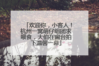 欢迎你，小客人！杭州一窝萌仔组团求喂食，大伯在窗台拍下温馨一幕