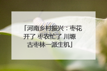 河南乡村振兴：枣花开了 枣农忙了 川塬古枣林一派生机