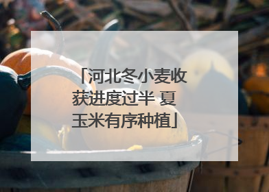河北冬小麦收获进度过半 夏玉米有序种植