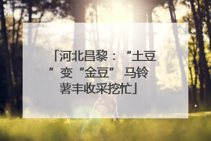 河北昌黎：“土豆”变“金豆” 马铃薯丰收采挖忙