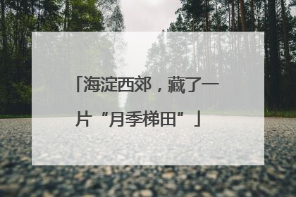 海淀西郊，藏了一片“月季梯田”