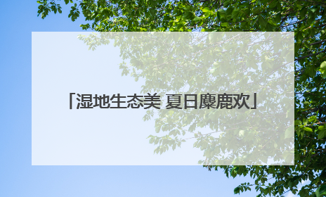 湿地生态美 夏日麋鹿欢