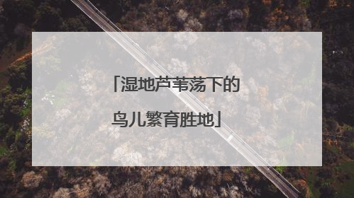 湿地芦苇荡下的鸟儿繁育胜地
