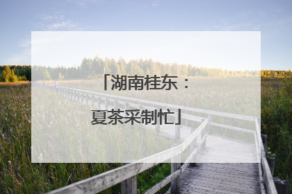 湖南桂东：夏茶采制忙