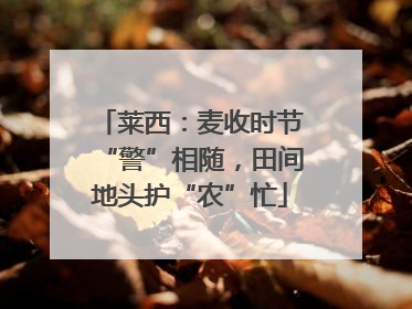 莱西：麦收时节“警”相随，田间地头护“农”忙