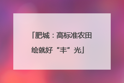 肥城：高标准农田绘就好“丰”光