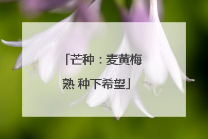 芒种：麦黄梅熟 种下希望