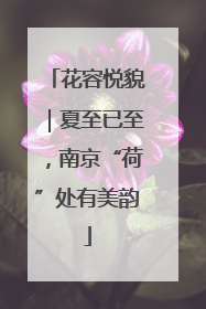 花容悦貌｜夏至已至，南京“荷”处有美韵
