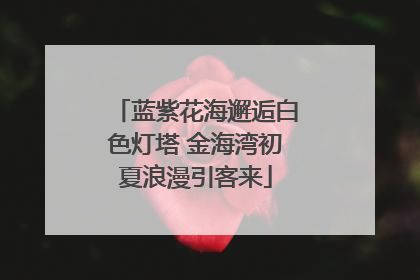 蓝紫花海邂逅白色灯塔 金海湾初夏浪漫引客来
