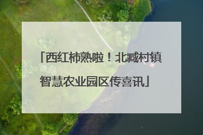 西红柿熟啦！北臧村镇智慧农业园区传喜讯