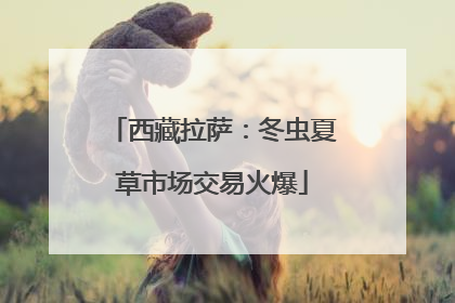 西藏拉萨：冬虫夏草市场交易火爆
