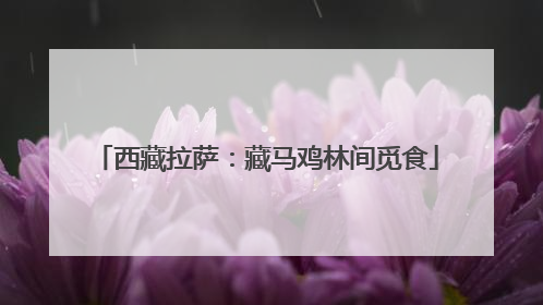 西藏拉萨：藏马鸡林间觅食