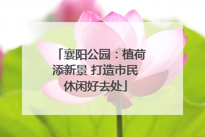 襄阳公园：植荷添新景 打造市民休闲好去处