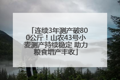连续3年测产破800公斤！山农43号小麦测产持续稳定 助力粮食增产丰收