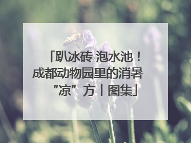 趴冰砖 泡水池！成都动物园里的消暑“凉”方丨图集