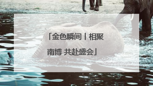 金色瞬间丨相聚南博 共赴盛会
