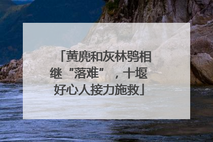 黄麂和灰林鸮相继“落难”，十堰好心人接力施救